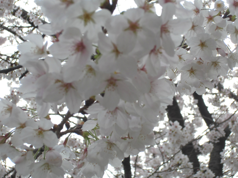 「桜はグループで咲くのねえ」（東雪谷３丁目）