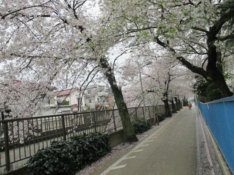 呑川沿いで桜のトンネルはここ